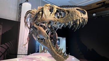 DinoScience 恐竜科学博 2023@TOKYO MIDTOWNに投稿された画像（2023/8/27）