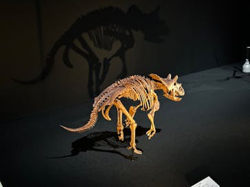 DinoScience 恐竜科学博 2023@TOKYO MIDTOWNに投稿された画像（2023/8/27）