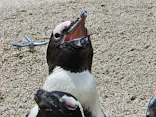 仙台うみの杜水族館に投稿された画像（2023/8/27）