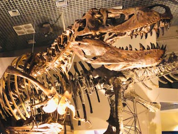 国立科学博物館に投稿された画像（2023/8/27）