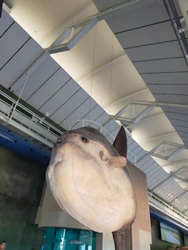 アクアワールド茨城県大洗水族館に投稿された画像（2023/8/27）