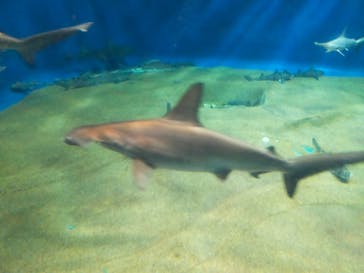 アクアワールド茨城県大洗水族館に投稿された画像（2023/8/27）