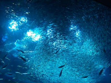 アクアワールド茨城県大洗水族館に投稿された画像（2023/8/27）
