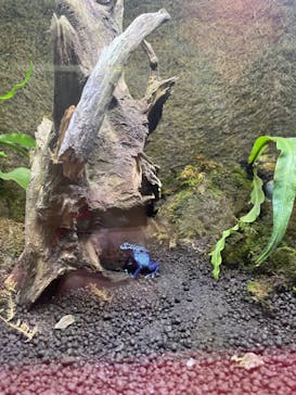 ぶっとんでるいきもの展に投稿された画像（2023/8/27）