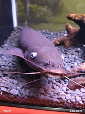 ぶっとんでるいきもの展に投稿された画像（2023/8/27）