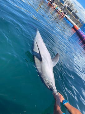 ドルフィンファンタジーに投稿された画像（2023/8/27）