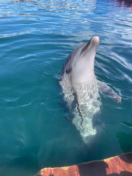 ドルフィンファンタジーに投稿された画像（2023/8/27）