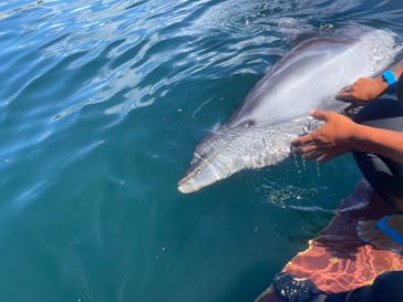 ドルフィンファンタジーに投稿された画像（2023/8/27）