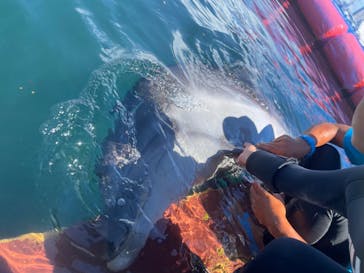 ドルフィンファンタジーに投稿された画像（2023/8/27）