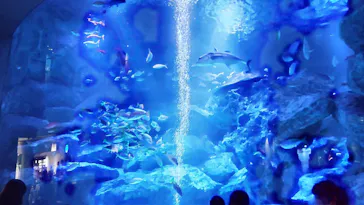 すみだ水族館に投稿された画像（2023/8/27）