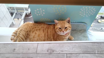 カワスイ 川崎⽔族館に投稿された画像（2023/8/27）