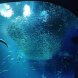 アクアワールド茨城県大洗水族館に投稿された画像（2023/8/27）