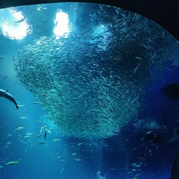 アクアワールド茨城県大洗水族館に投稿された画像（2023/8/27）