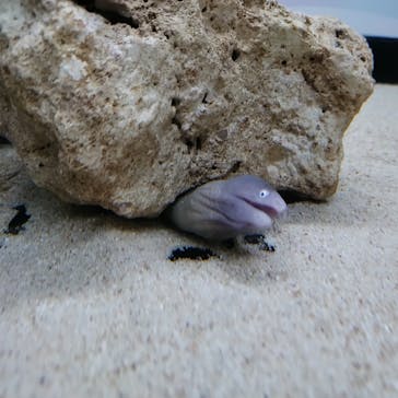 アクアワールド茨城県大洗水族館に投稿された画像（2023/8/27）