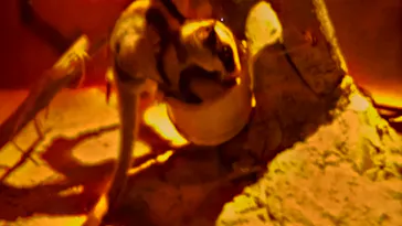 神戸どうぶつ王国に投稿された画像（2023/8/27）