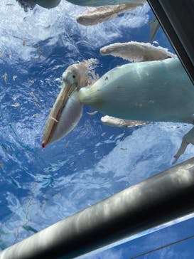 サンシャイン水族館に投稿された画像（2023/8/27）