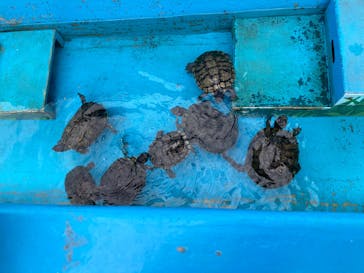 阿蘇カドリー・ドミニオンに投稿された画像（2023/8/27）