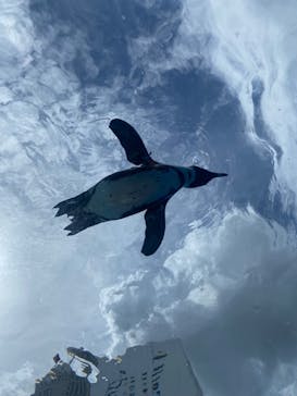 サンシャイン水族館に投稿された画像（2023/8/27）