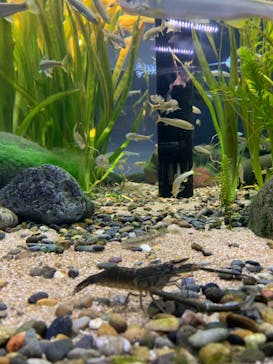 カワスイ 川崎⽔族館に投稿された画像（2023/8/27）