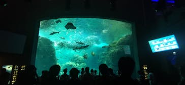 新江ノ島水族館に投稿された画像（2023/8/27）