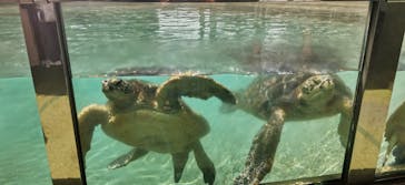 新江ノ島水族館に投稿された画像（2023/8/27）