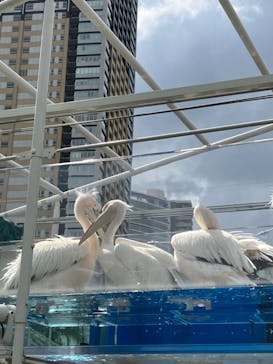 サンシャイン水族館に投稿された画像（2023/8/27）