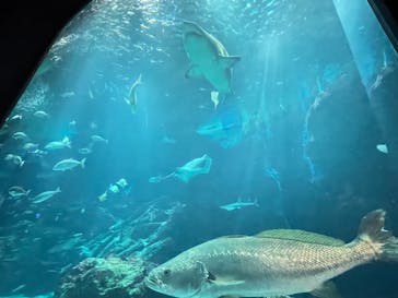 マリンワールド海の中道に投稿された画像（2023/8/27）