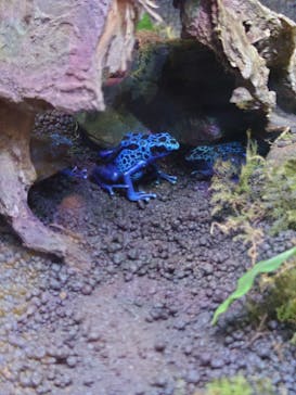 ぶっとんでるいきもの展に投稿された画像（2023/8/27）