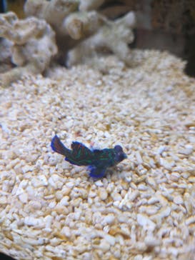 ぶっとんでるいきもの展に投稿された画像（2023/8/27）