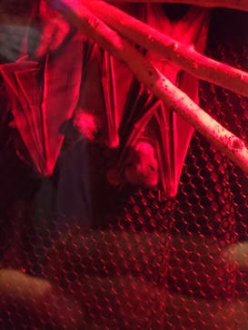 ぶっとんでるいきもの展に投稿された画像（2023/8/27）