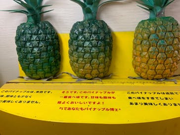 ナゴパイナップルパークに投稿された画像（2023/8/27）