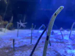 名古屋港水族館に投稿された画像（2023/8/27）