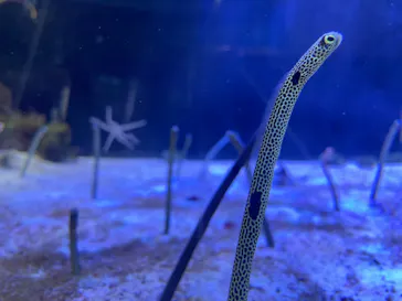 名古屋港水族館に投稿された画像（2023/8/27）