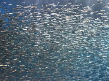 名古屋港水族館に投稿された画像（2023/8/27）