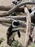 仙台うみの杜水族館に投稿された画像（2023/8/27）