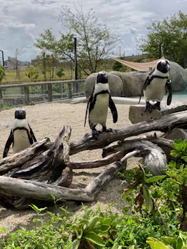 仙台うみの杜水族館に投稿された画像（2023/8/27）