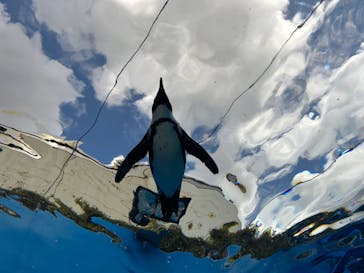 サンシャイン水族館に投稿された画像（2023/8/27）