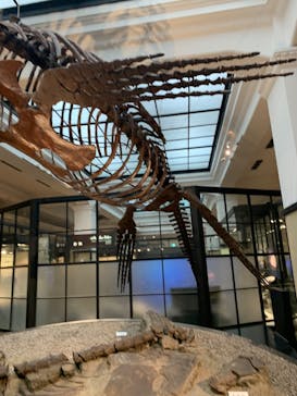 国立科学博物館に投稿された画像（2023/8/27）