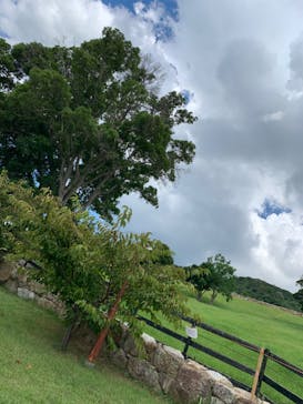 淡路ファームパーク イングランドの丘に投稿された画像（2023/8/27）