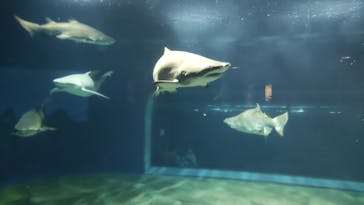 アクアワールド茨城県大洗水族館に投稿された画像（2023/8/27）