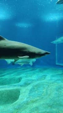 アクアワールド茨城県大洗水族館に投稿された画像（2023/8/27）