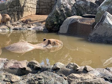 伊豆シャボテン動物公園に投稿された画像（2023/8/27）