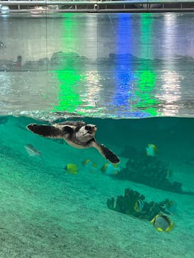 鴨川シーワールドに投稿された画像（2023/8/27）