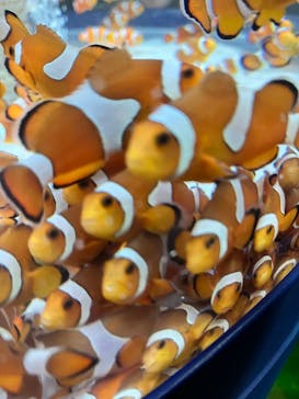 鴨川シーワールドに投稿された画像（2023/8/27）