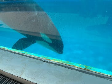 鴨川シーワールドに投稿された画像（2023/8/27）