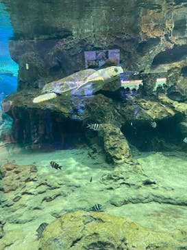 名古屋港水族館に投稿された画像（2023/8/27）