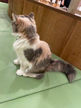 猫カフェモカ　大阪心斎橋店に投稿された画像（2023/8/27）