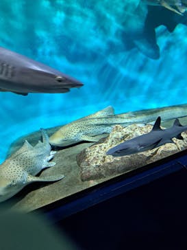 アクアワールド茨城県大洗水族館に投稿された画像（2023/8/27）