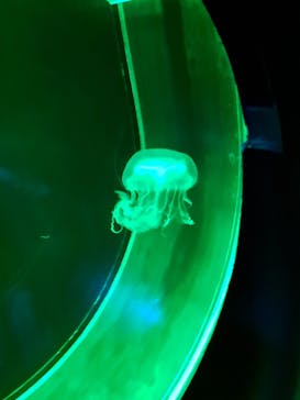 アクアワールド茨城県大洗水族館に投稿された画像（2023/8/27）