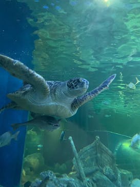 しながわ水族館に投稿された画像（2023/8/28）